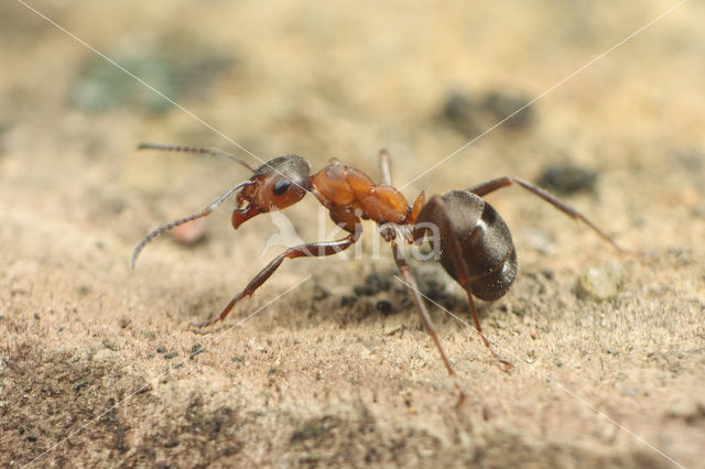 Southern wood ant (Formica rufa)