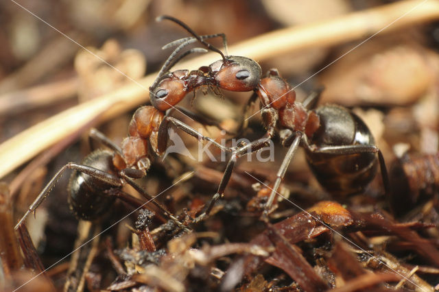 Southern wood ant (Formica rufa)