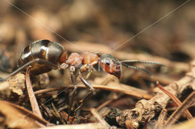 Southern wood ant (Formica rufa)