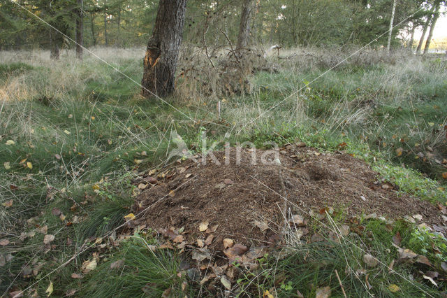 Southern wood ant (Formica rufa)