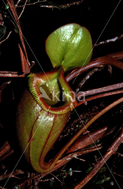 Bekerplant (Nepenthes tentaculata)