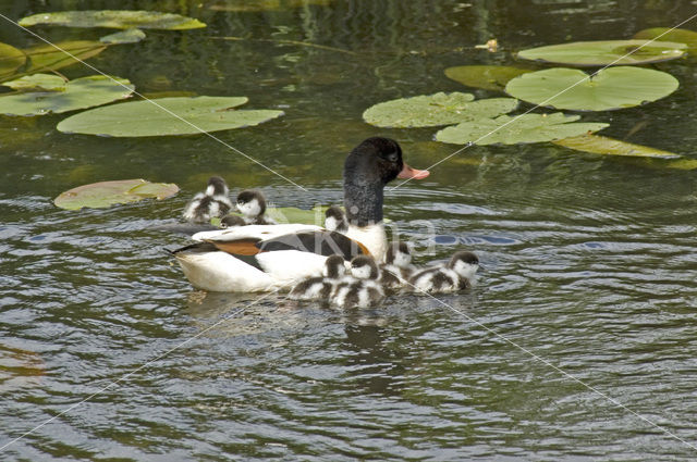 Shelduck (Tadorna tadorna)