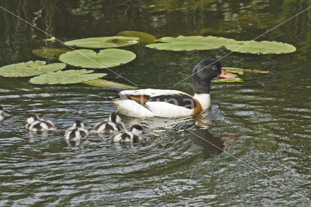 Bergeend (Tadorna tadorna)