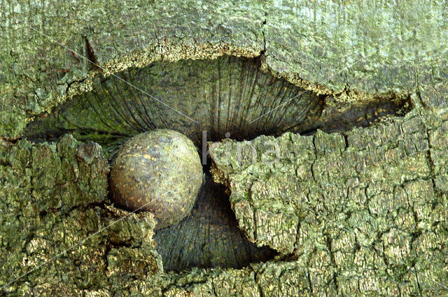 Beech (Fagus sylvatica)