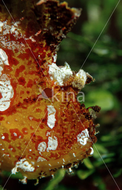 Blad schorpioenvis (Taenianotus triacanthus)