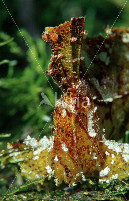 Leaf scorpionfish (Taenianotus triacanthus)