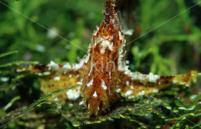 Blad schorpioenvis (Taenianotus triacanthus)