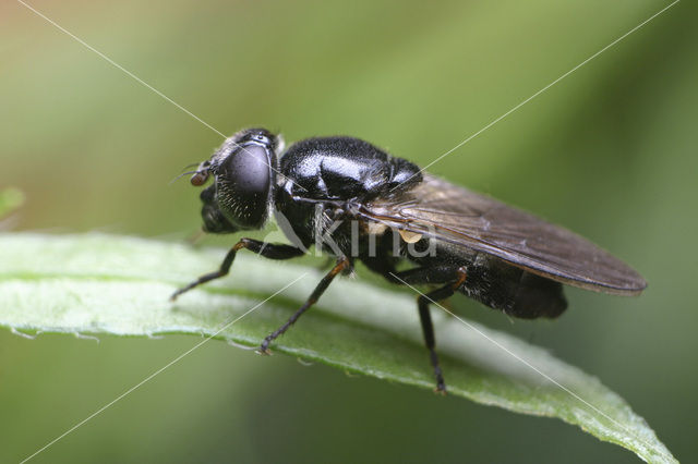 Blauw Gitje (Cheilosia cynocephala)