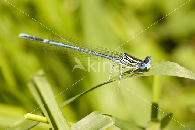 Blauwe breedscheenjuffer (Platycnemis pennipes)