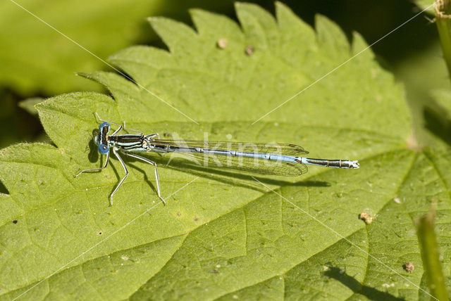 Blauwe breedscheenjuffer (Platycnemis pennipes)