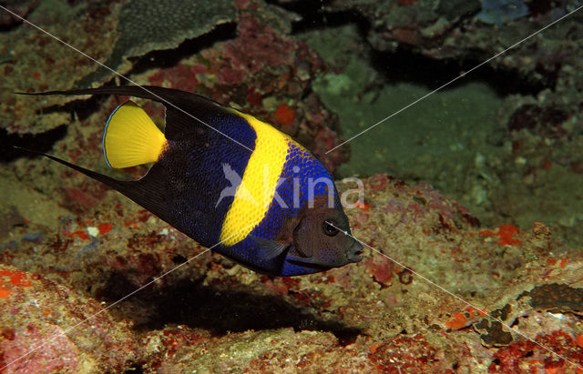 Blauwe Bruid van de Zee (Pomacanthus asfur)