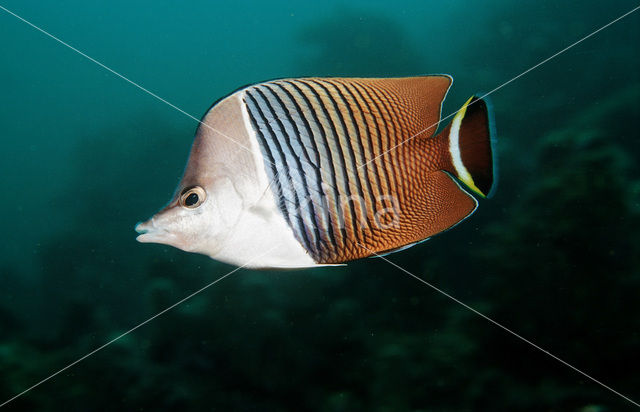 Bleekneus Koraalvlinder (Chaetodon mesoleucos)