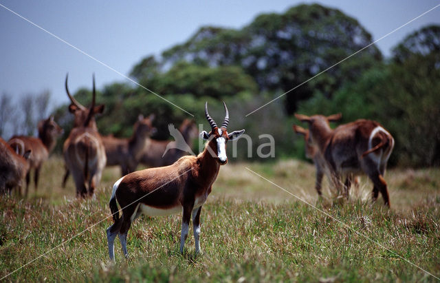 Bontebok (Damaliscus dorcas dorcas)