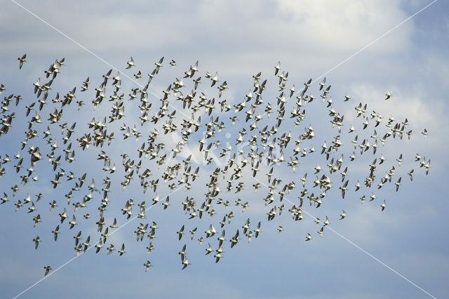 Dunlin (Calidris alpina)