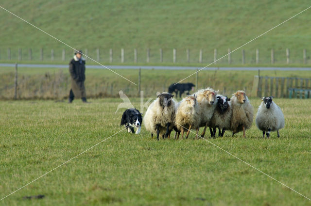 Border collie (Canis domesticus)