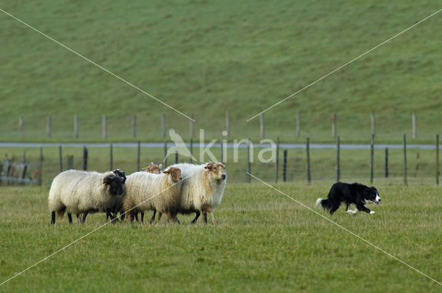 Border collie (Canis domesticus)