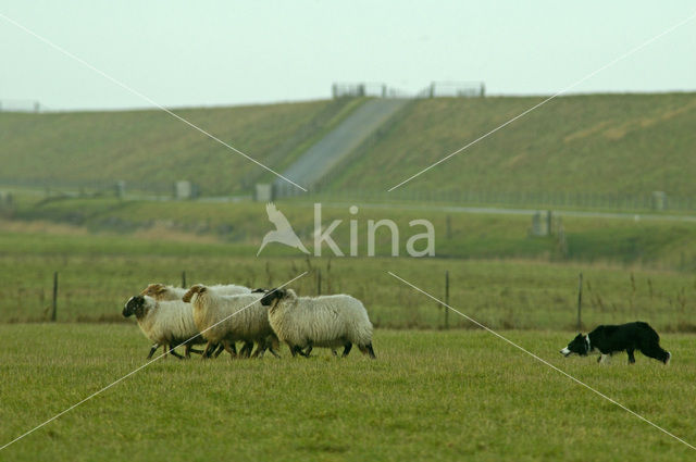 Border collie (Canis domesticus)