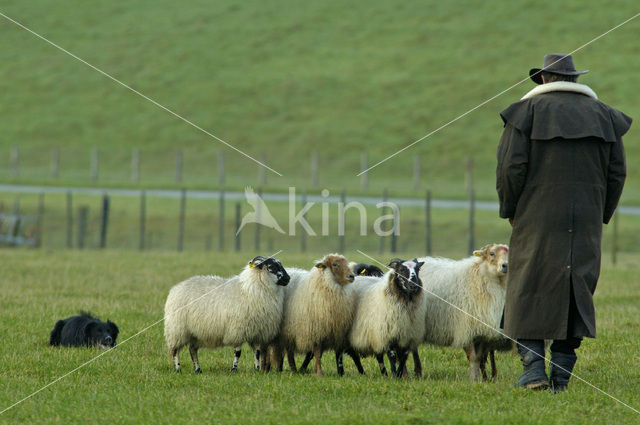 Border collie (Canis domesticus)