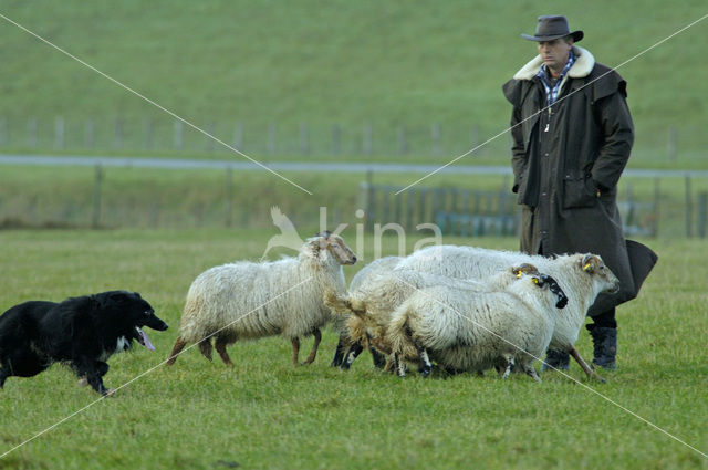 Border collie (Canis domesticus)