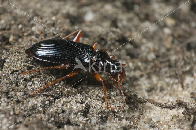 Leistus rufomarginatus