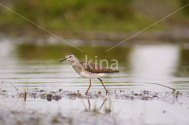 Wood Sandpiper (Tringa glareola)