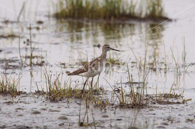 Wood Sandpiper (Tringa glareola)