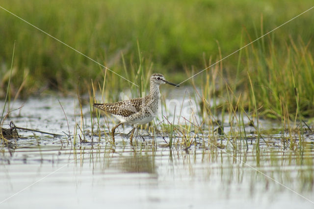 Wood Sandpiper (Tringa glareola)