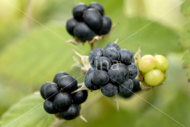 Dewberry (Rubus caesius)