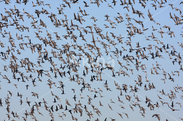 Barnacle Goose (Branta leucopsis)