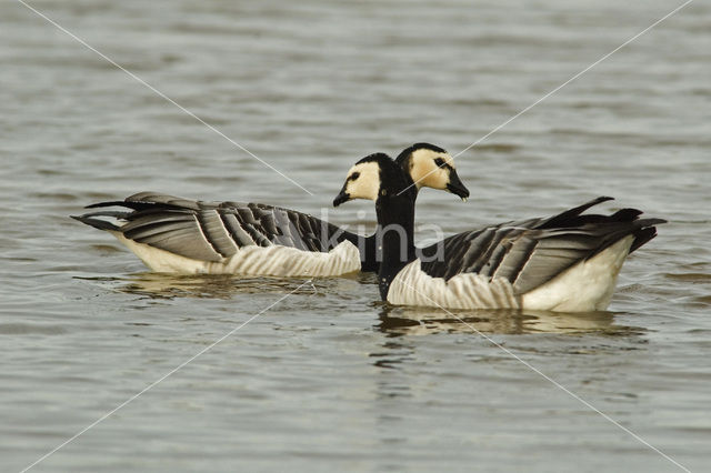 Barnacle Goose (Branta leucopsis)