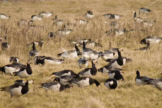 Barnacle Goose (Branta leucopsis)