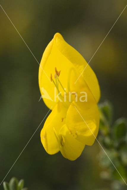 Broom (Cytisus scoparius)