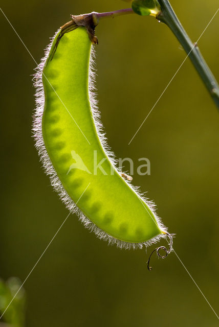 Broom (Cytisus scoparius)