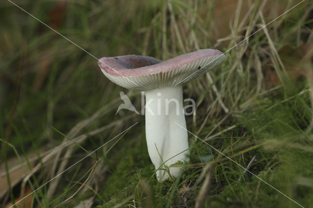 Fragile Russula (Russula fragilis)