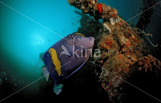 Yellowbar angelfish (Pomacanthus maculosus)