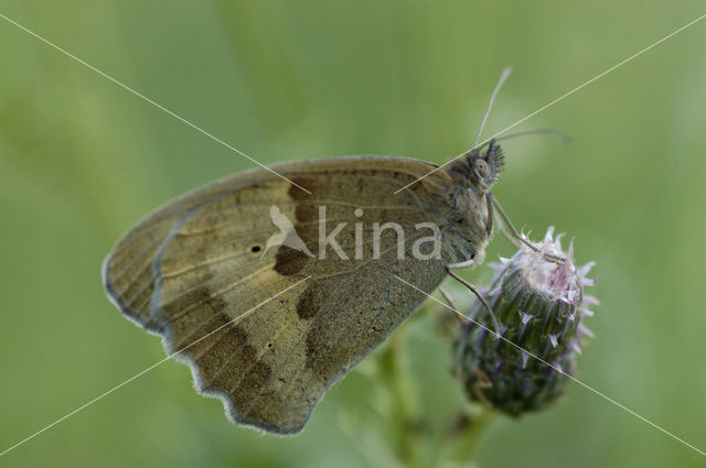 Bruin zandoogje (Maniola jurtina)