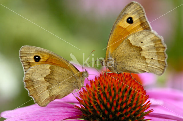 Meadow Brown (Maniola jurtina)