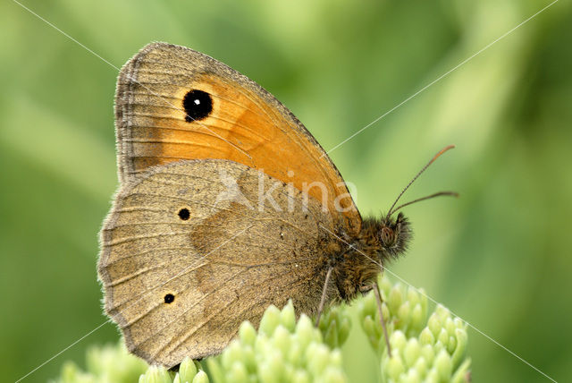 Bruin zandoogje (Maniola jurtina)