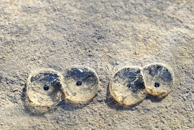 Bruine kikker (Rana temporaria)