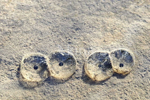 Bruine kikker (Rana temporaria)