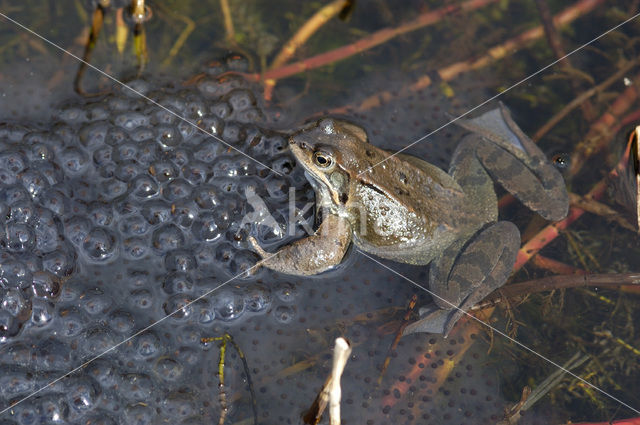 Common Frog (Rana temporaria)