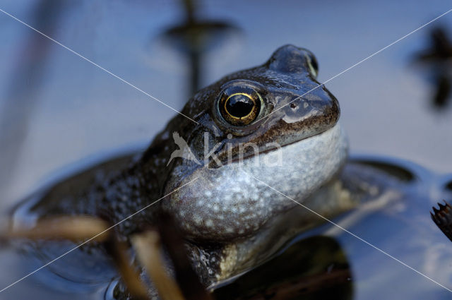 Common Frog (Rana temporaria)