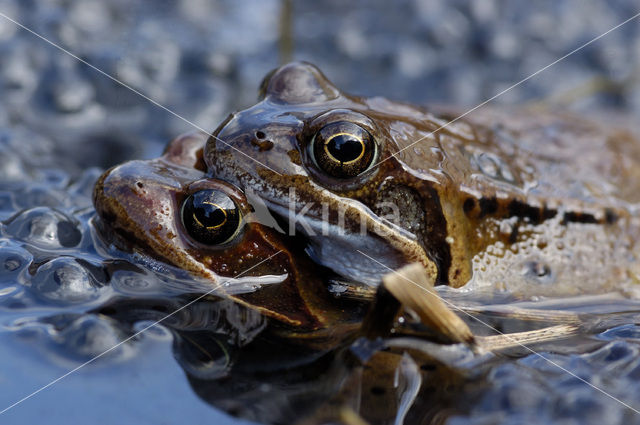 Common Frog (Rana temporaria)