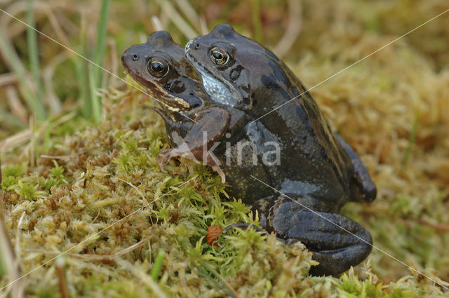 Common Frog (Rana temporaria)