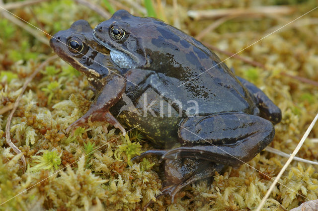 Common Frog (Rana temporaria)
