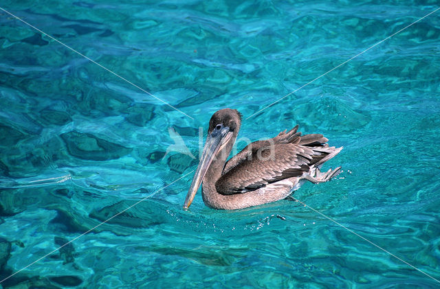 Brown pelican (Pelecanus occidentalis)