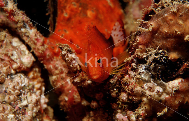 Dwarf hawkfish (Cirrhitichthys falco)