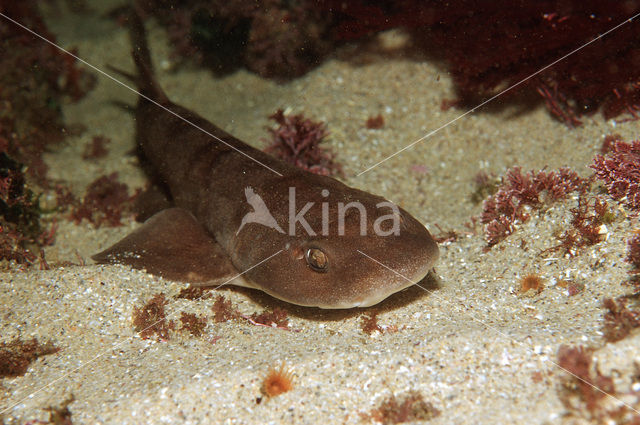 brown shyshark (Haploblepharus fuscus)