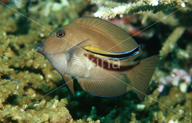 Bruine Zeilvindokter (Zebrasoma scopas)