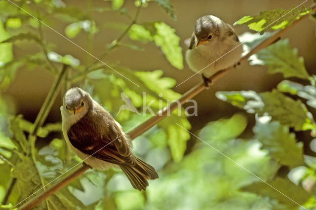 Eurasian Penduline-Tit (Remiz pendulinus)